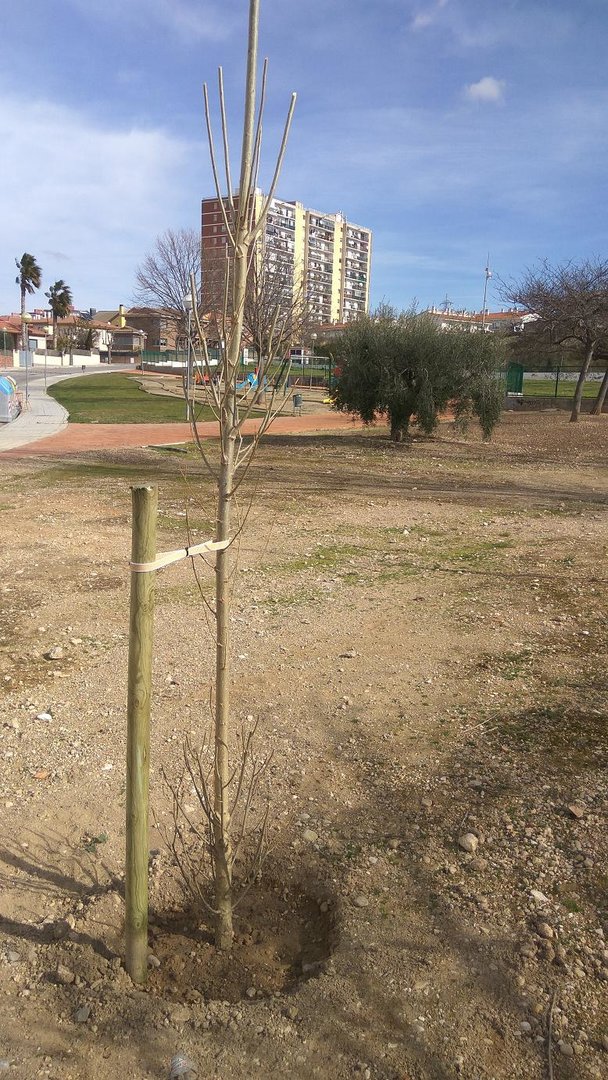 Reposició anual d'arbres i arbustos de la ciutat de Valls