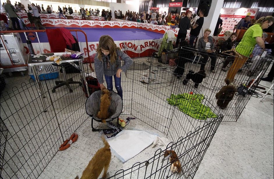 Més de 900 gossos prenen part a l'exposició internacional i nacional canina